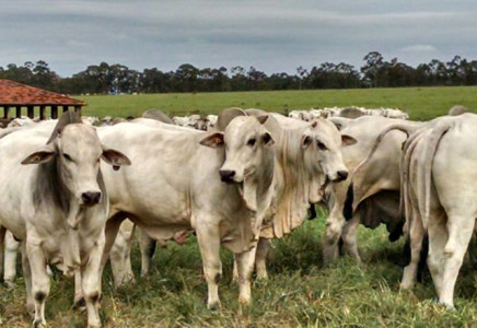 Em 2015, o rebanho bovino fechou em 20,65 milhões de cabeças, conforme o Iagro
