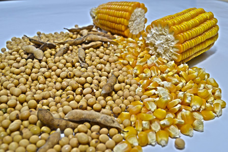 Saca de milho registrou uma média de R$ 34,26, valor que apresenta aumento de 5,7% em relação a janeiro