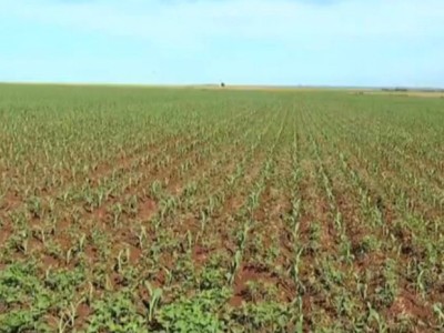 Plantio do milho safrinha atinge mais de 96% das lavouras na região da Grande Dourados