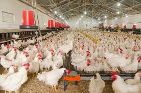 Alteração nas normas do FCO beneficia a avicultura no Estado envolve os projetos de aviários que se enquadram no Convir (convênio de integração rural entre o Banco do Brasil e empresas/cooperativas 