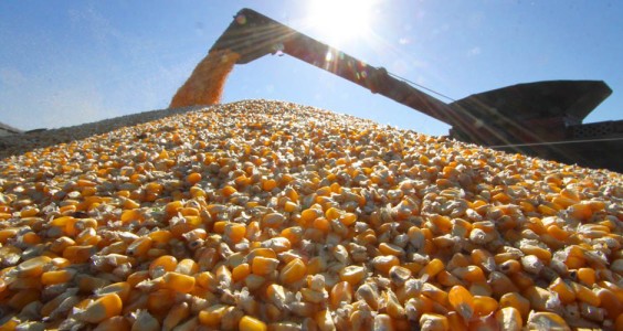 colheita pode sofrer redução de 33%, passando de 9,5 milhões de toneladas, para 6,3 milhões, segundo estimativa da Aprosoja/MS