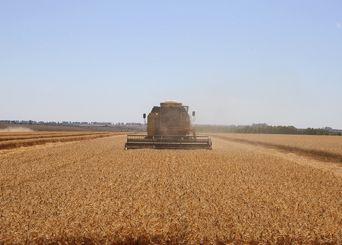 Produção foi de 139,8 sacas por hectare (sacas/ha), ou 8.388 quilos por hectare (kg/ha) de grãos, enquanto a média nacional é de 46,66 sacas/ha ou 2.800 kg/ha.  (Foto: Fabiano Bastos).