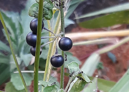 A planta conhecida como Maria-pretinha é de maior potencial para causar prejuízos ao tomate indústria. (Foto: Gislene Alencar).