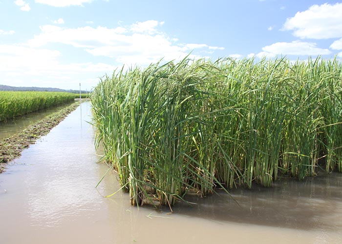 Agora, é possível estimar a produtividade do arroz irrigado em diferentes regiões gaúchas e, assim, estabelecer níveis de risco. (Foto: Paulo Lanzetta).