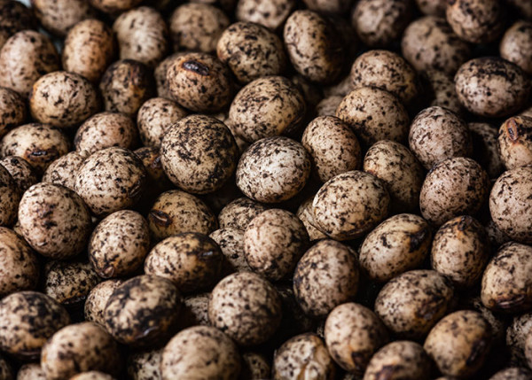 Propriedades que empregaram sementes a coinoculação (Bradyrhizobium + Azospirillum) observaram aumento de 5,6 sacas/ha. (Foto: Lebna Landgraf).
